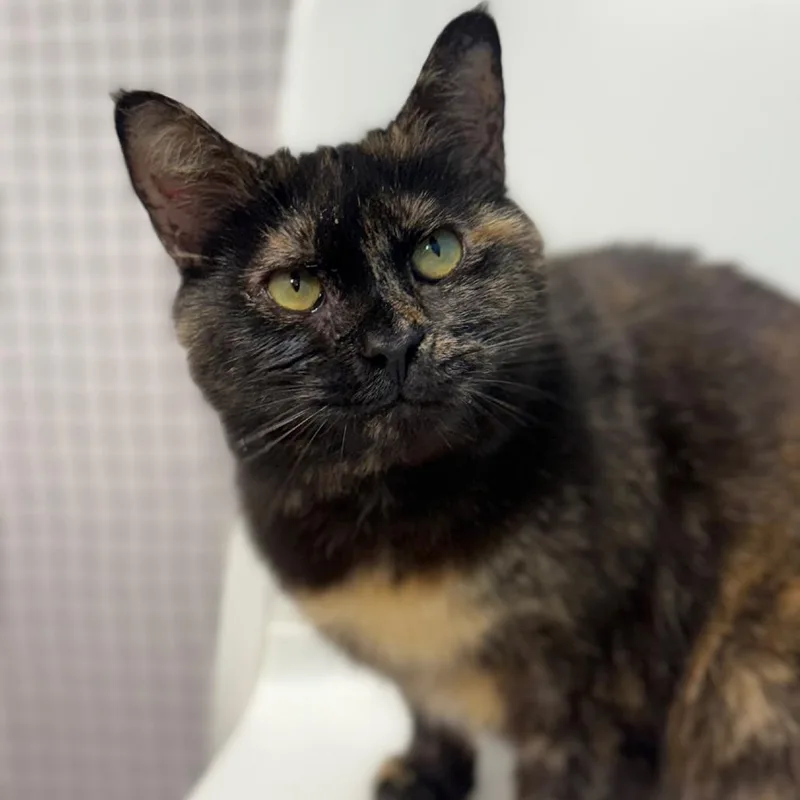 An adult medium-sized female Tortoiseshell Domestic Short Hair cat named Claire for adoption in Ridgely, MD