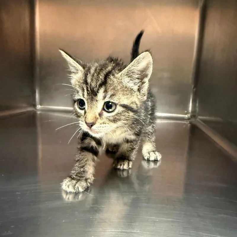 A baby small-sized male Gray / Blue / Silver Domestic Short Hair cat named Lyle for adoption in Hamilton, GA