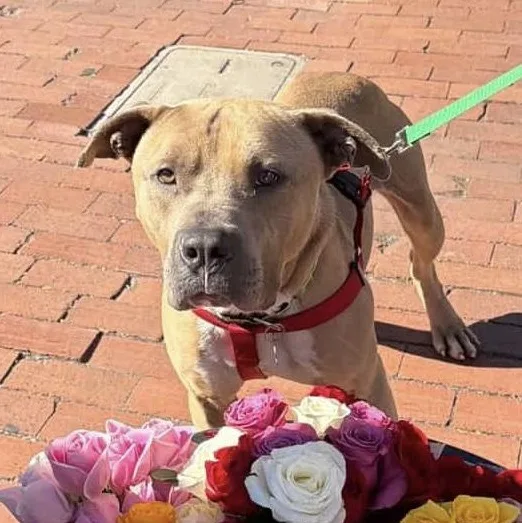 Trombone thumbnail 3