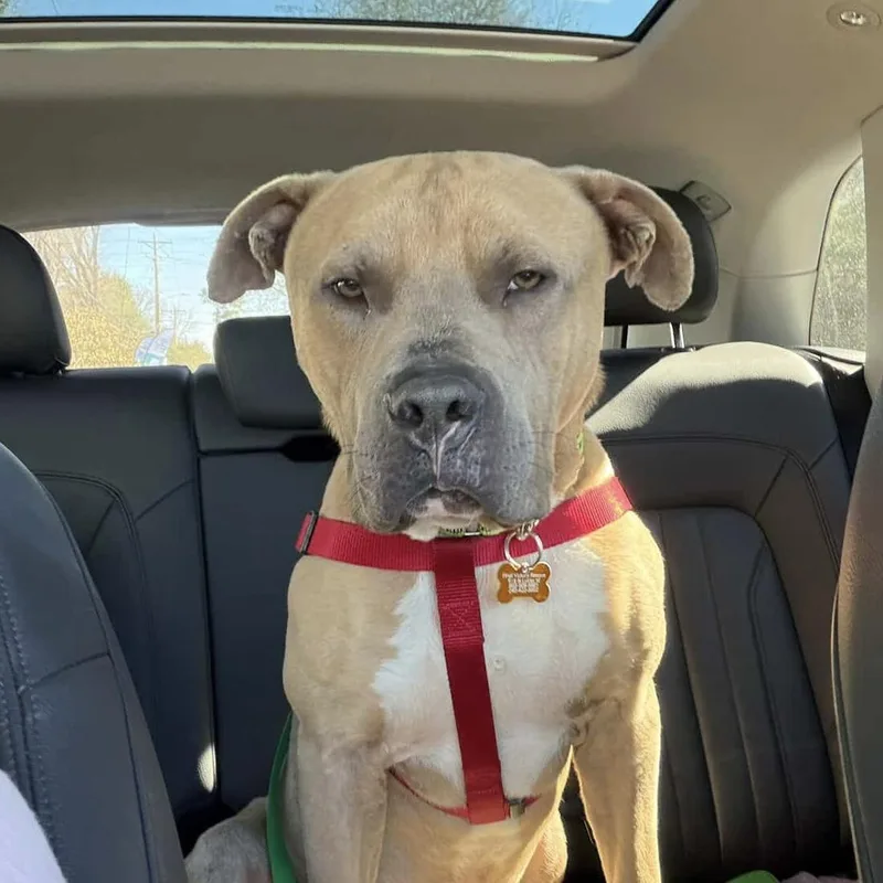 Trombone thumbnail 4