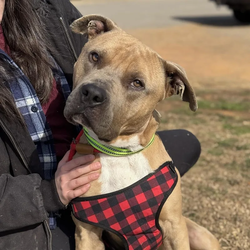 Trombone thumbnail 5