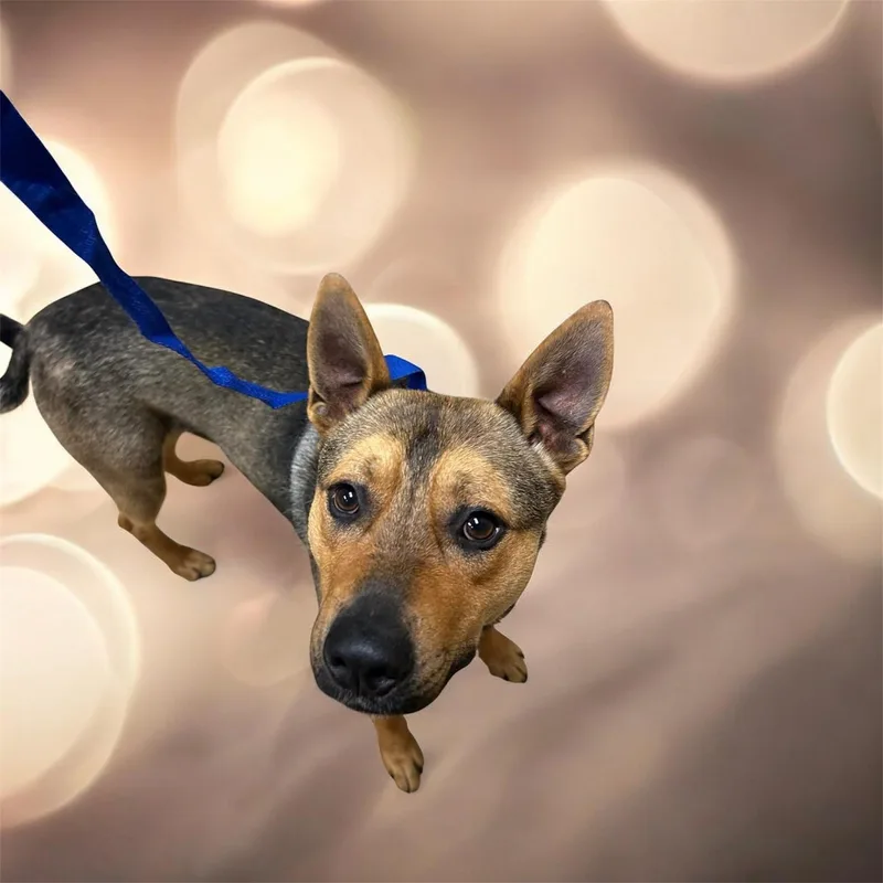 A young medium-sized male Shepherd dog named Milo for adoption in Lebanon, TN