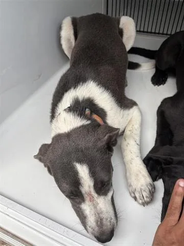 An adult medium-sized female Labrador Retriever dog named A for adoption in Houston, TX