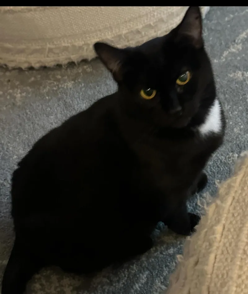 An adult medium-sized female Black Bombay cat named Cate for adoption in Charlotte, NC