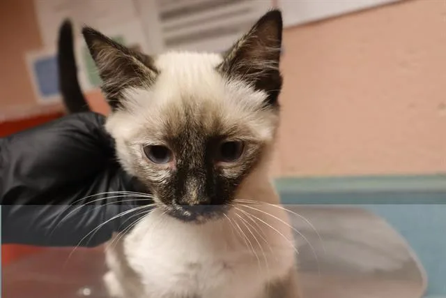 A baby small-sized female Domestic Short Hair cat named Peyton for adoption in Columbia, SC