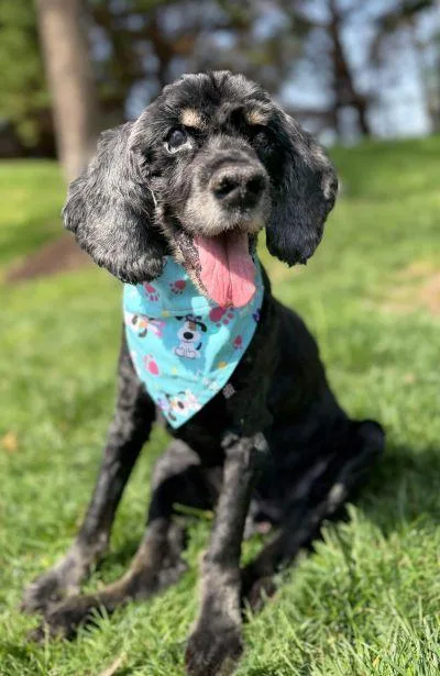 A senior medium-sized male Cocker Spaniel dog named Jet for adoption in Arlington, VA
