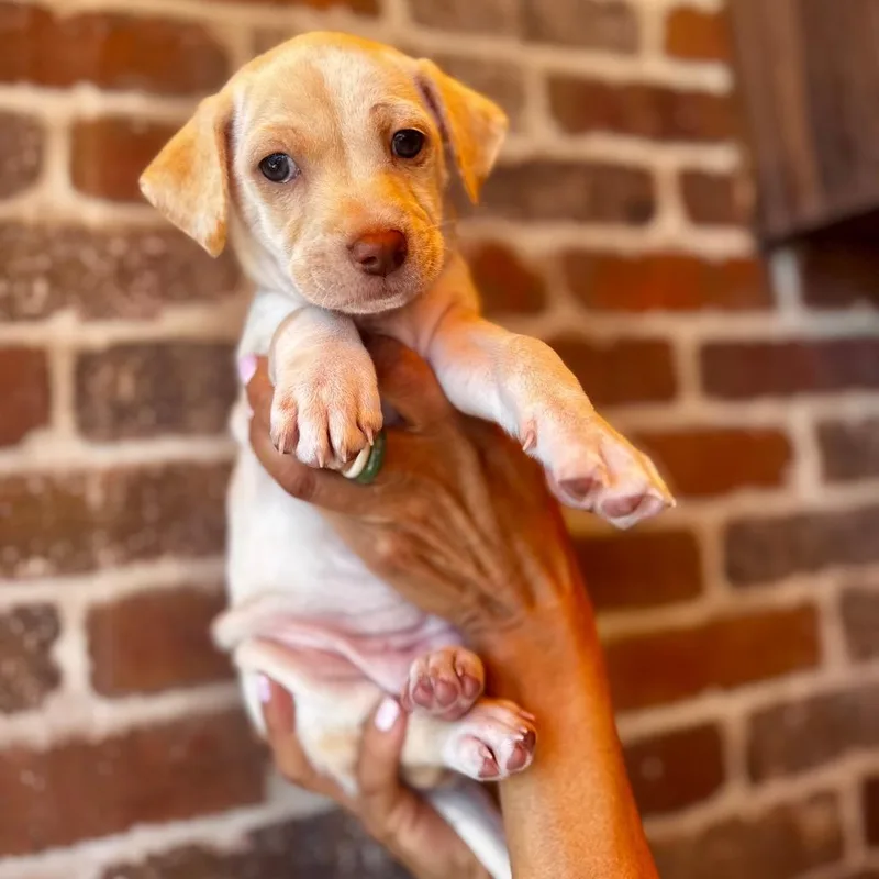 A baby small-sized female White / Cream Yellow Labrador Retriever dog named Audrey Hepburn for adoption in San Diego, CA
