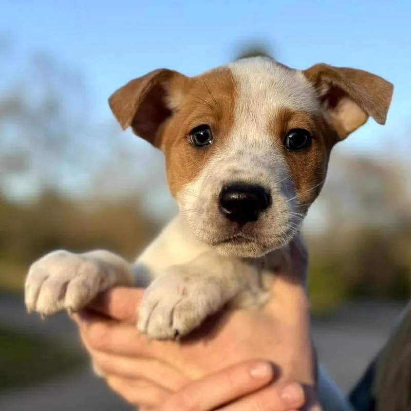 A baby medium-sized male White / Cream Mixed Breed dog named Pickle for adoption in Rockville, MD