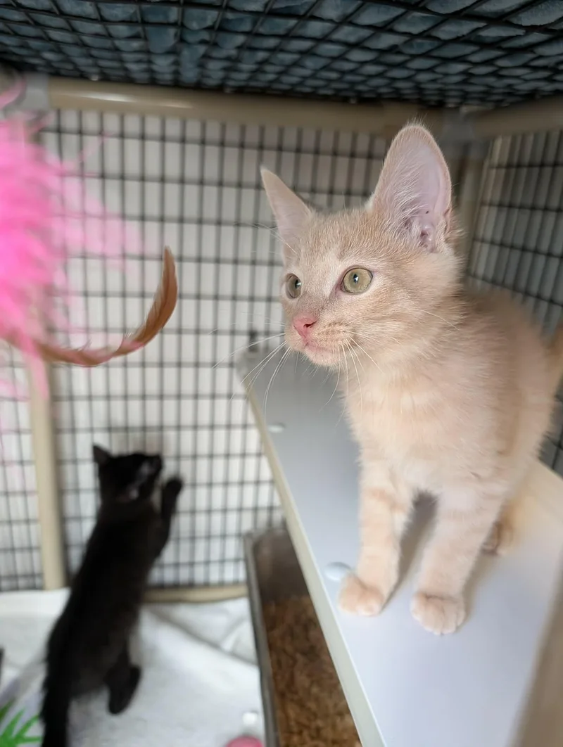 A baby medium-sized male Buff / Tan / Fawn Domestic Short Hair cat named Malcolm for adoption in Chambersburg, PA