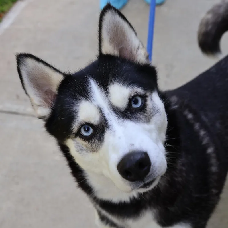 An adult medium-sized female White / Cream Husky dog named Dakota for adoption in Briarcliff Manor, NY