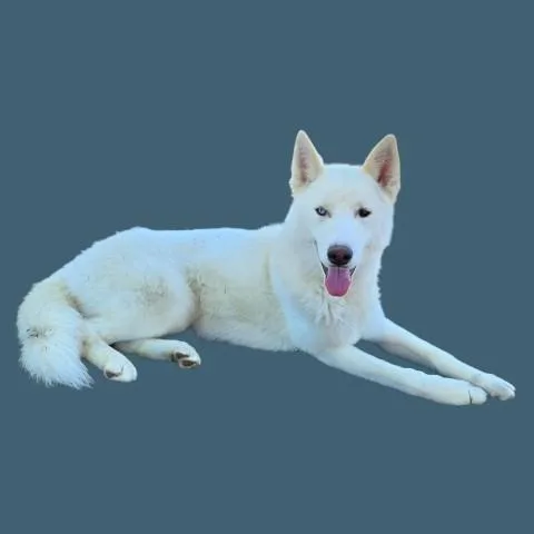 A young medium-sized male White / Cream Husky dog named Mario for adoption in Thousand Oaks, CA