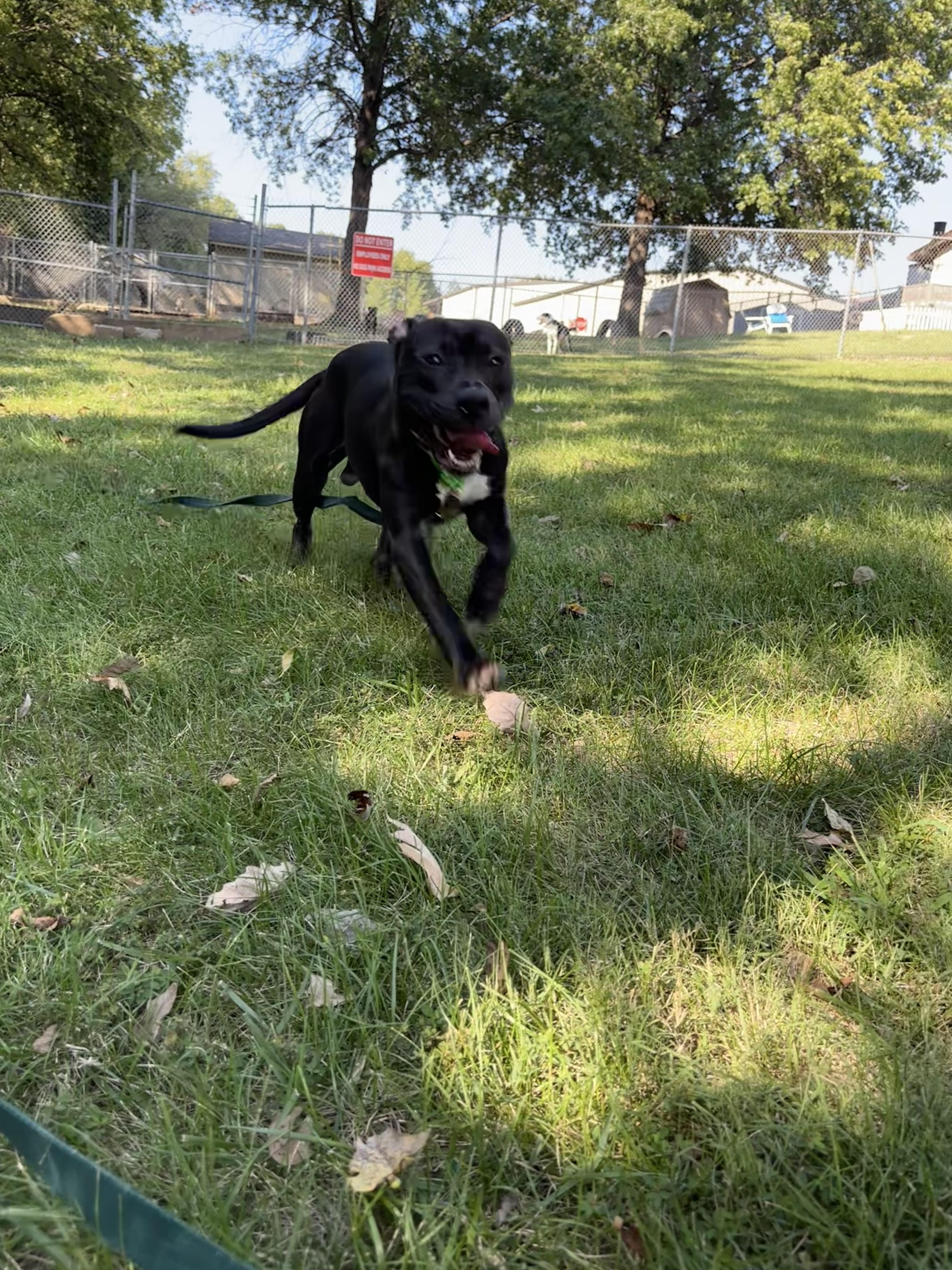 An adult large-sized male Black Pit Bull Terrier dog named Jet for adoption in Gladstone, MO