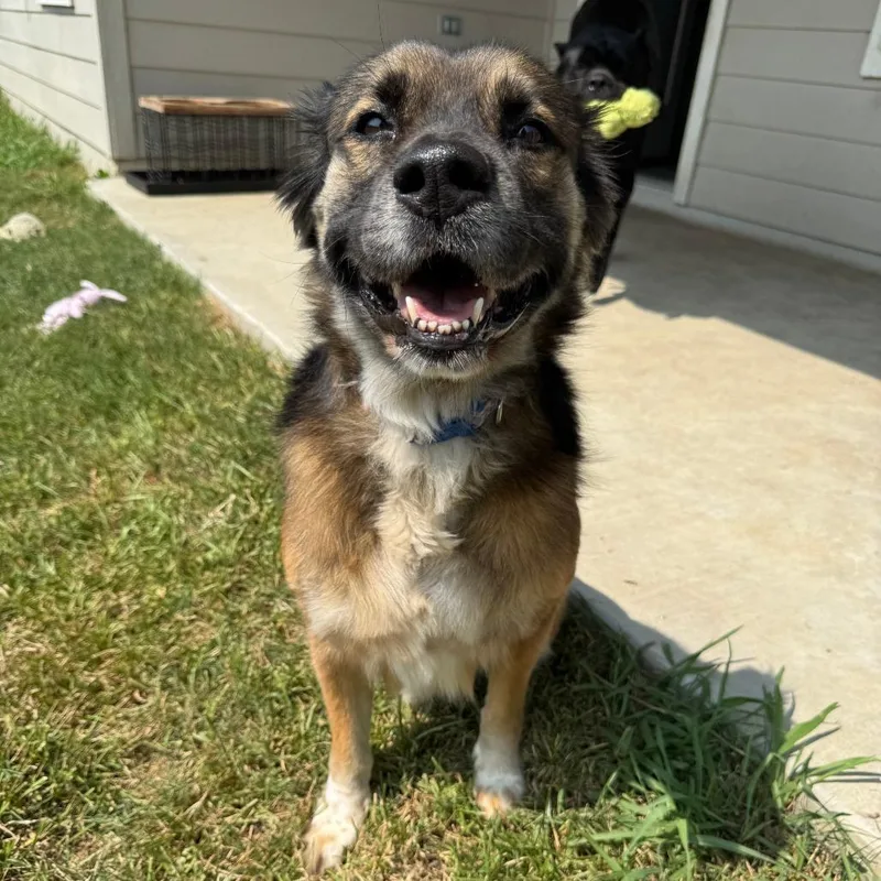 A senior medium-sized male Mixed Breed dog named Tank for adoption in Houston, TX