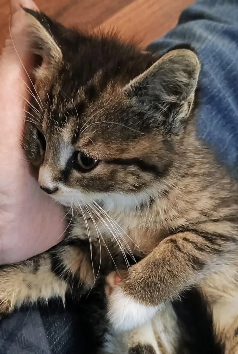 A baby medium-sized female Tabby cat named Reese for adoption in Mechanicsburg, PA