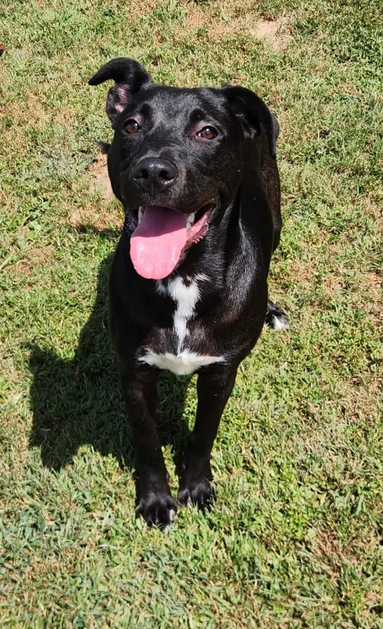 A young medium-sized female Black Labrador Retriever dog named Cleo for adoption in Summerdale, AL