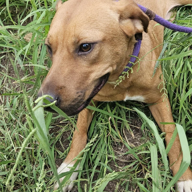 A young medium-sized female White / Cream German Shepherd Dog dog named Petunia for adoption in Magnolia, TX