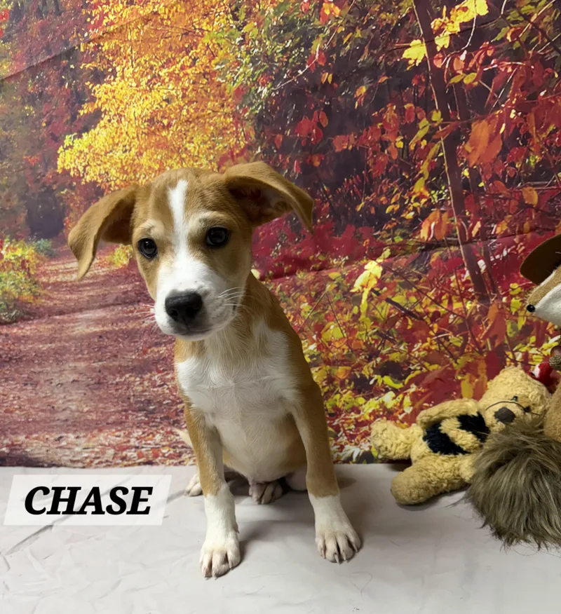 A baby medium-sized male Yellow / Tan / Blond / Fawn Beagle dog named Chase for adoption in Urbana, OH