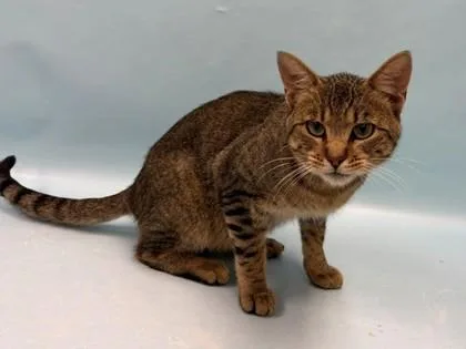 An adult small-sized male Domestic Short Hair cat named Meatloaf for adoption in Coon Rapids, MN