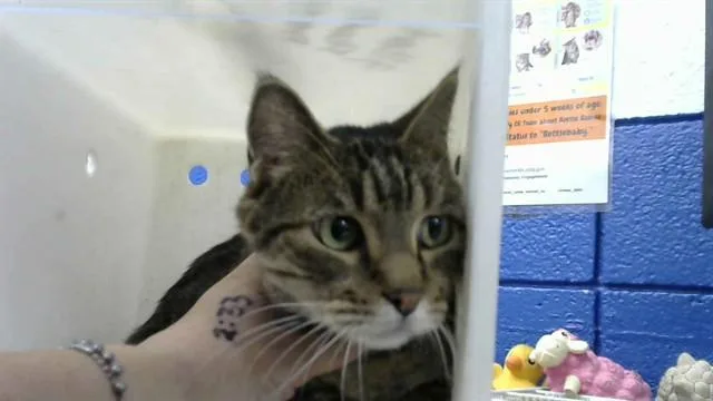 An adult medium-sized male Domestic Short Hair cat named Katty Wap for adoption in Albuquerque, NM