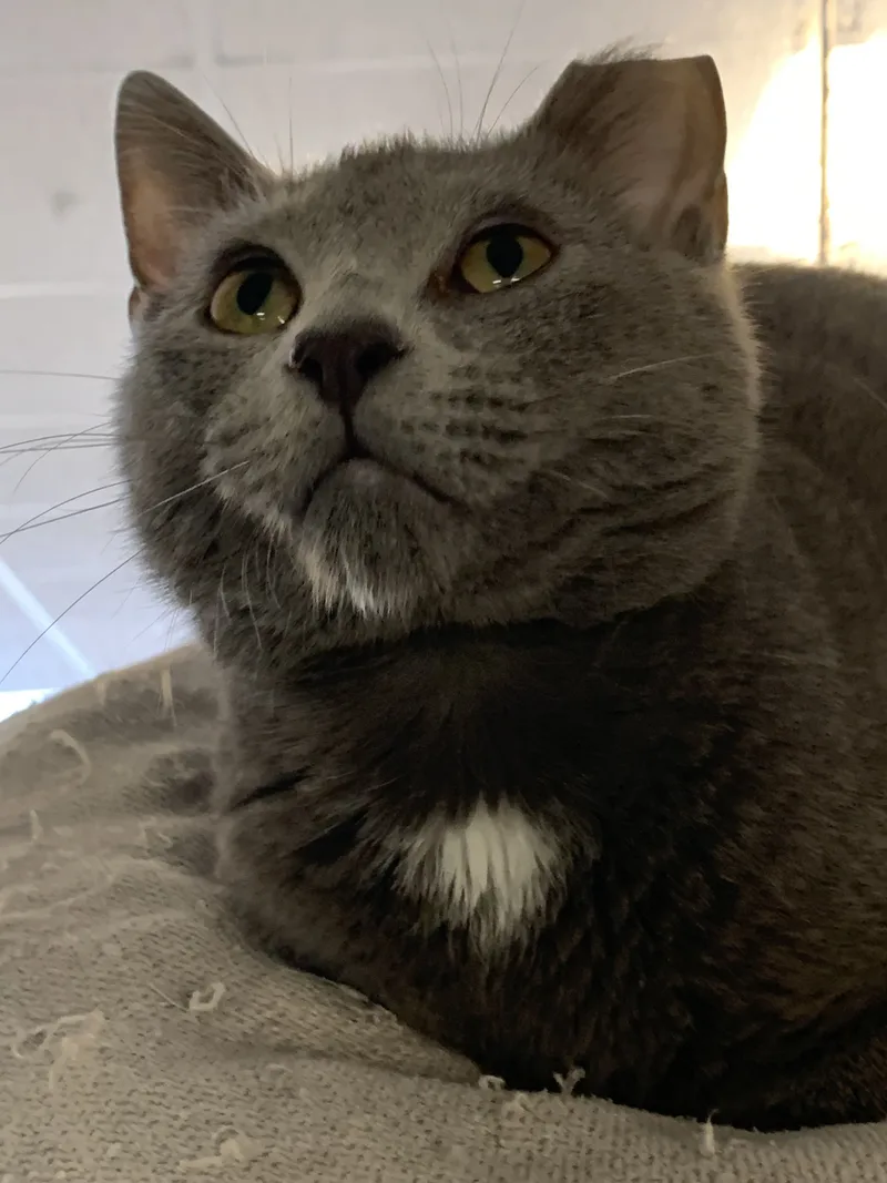 A baby small-sized male Gray & White Domestic Short Hair cat named Wyatt for adoption in Auburn, AL