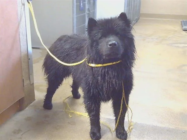 A young medium-sized female Black Chow Chow dog named Shiloh for adoption in Sacramento, CA