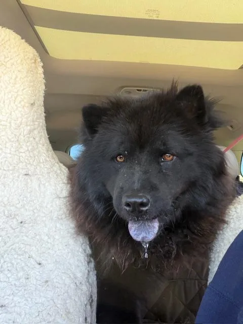 Shiloh thumbnail 4