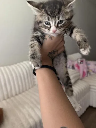 A baby small-sized female Tabby (Gray / Blue / Silver) Domestic Short Hair cat named Toast for adoption in Liverpool, TX
