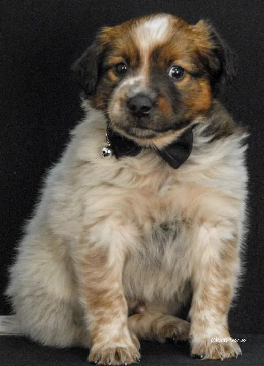 A baby medium-sized male Merle (Red) Feist dog named Grunty for adoption in Newland, NC