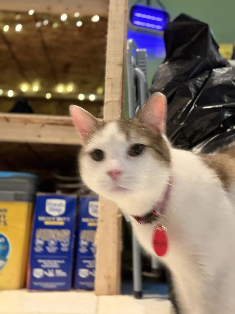 An adult extra large-sized male Tabby cat named Herculese for adoption in Philadelphia, PA