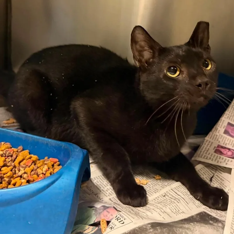 A young medium-sized male Domestic Short Hair cat named Automatic for adoption in Washington, DC