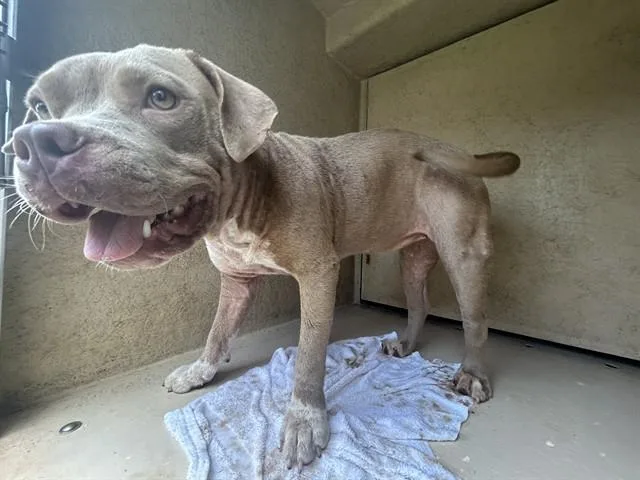 A young medium-sized female Pit Bull Terrier dog named Penelope for adoption in Oklahoma City, OK
