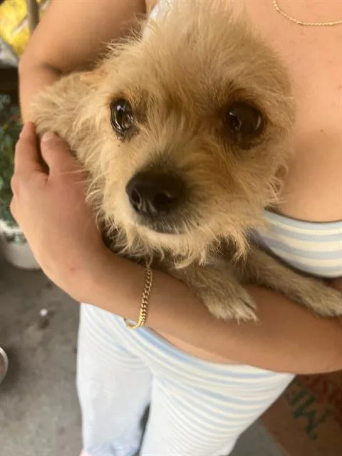 A young small-sized female Mixed Breed dog named Bella for adoption in Dallas, TX