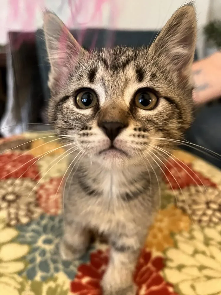 A baby small-sized female Domestic Short Hair cat named Delores G. for adoption in Peoria, IL
