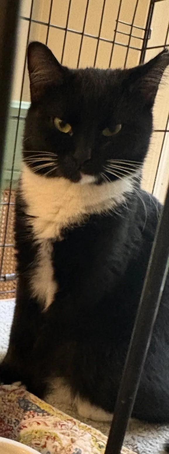 An adult medium-sized female Black & White / Tuxedo Tuxedo cat named Marlena for adoption in Columbia, SC