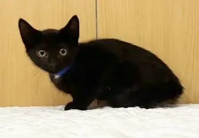 A baby small-sized male Domestic Short Hair cat named Sammy for adoption in Saint Louis, MO