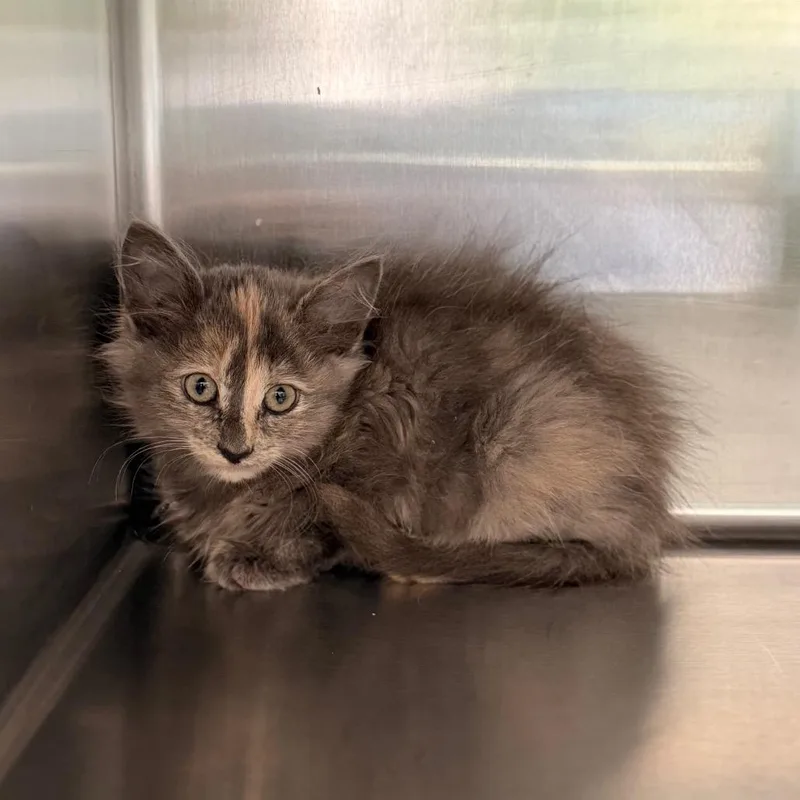 A baby small-sized female Domestic Medium Hair cat named Cate for adoption in Hamilton, GA