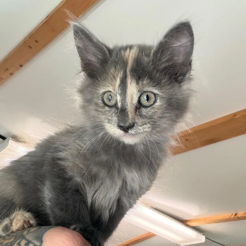 Cate thumbnail 3