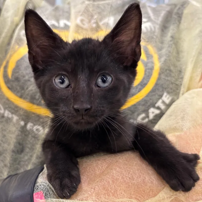 A baby small-sized male Black Domestic Short Hair cat named Fairbanks for adoption in West Palm Beach, FL