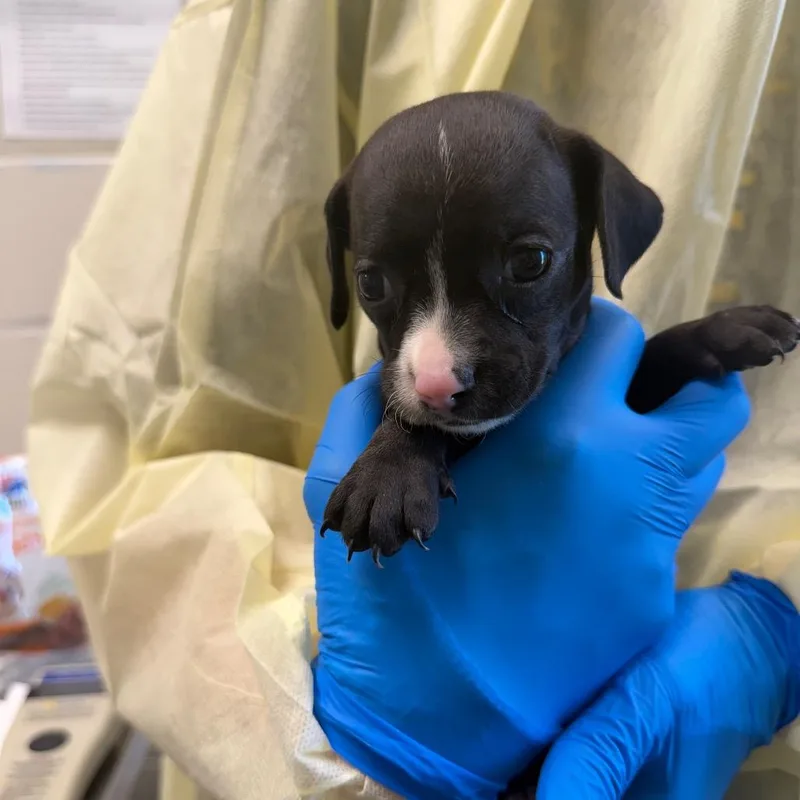 A baby small-sized female Black Chihuahua dog named Velvet for adoption in Council Bluffs, IA