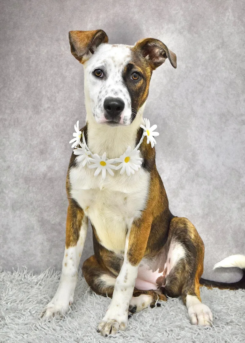 A baby medium-sized female Brindle Pit Bull Terrier dog named Meggy for adoption in Dublin, CA