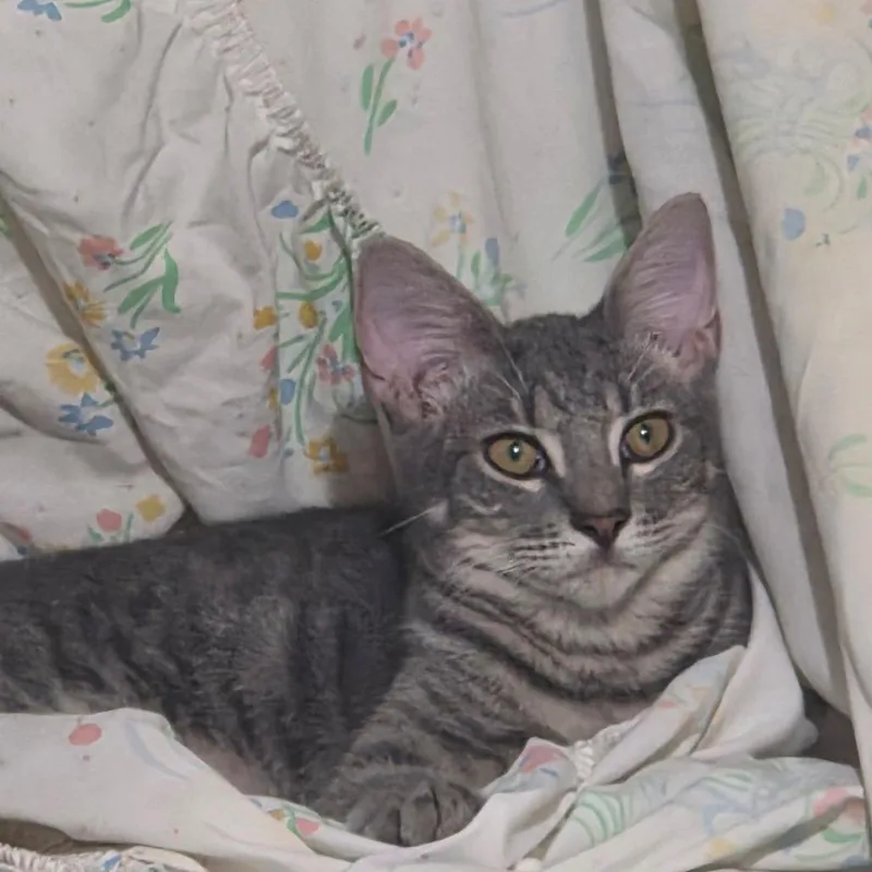 A baby medium-sized male Gray / Blue / Silver Domestic Short Hair cat named Dimples for adoption in Jupiter, FL