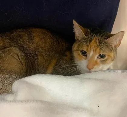 An adult medium-sized female Domestic Short Hair cat named Carly Taylor for adoption in Hobart, IN
