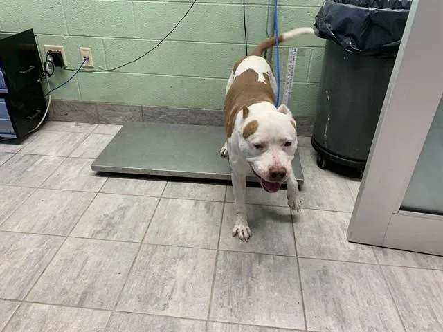 An adult large-sized male American Staffordshire Terrier dog named Pablo for adoption in Grand Prairie, TX