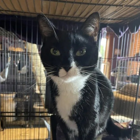 An adult large-sized male Domestic Short Hair cat named Oreo for adoption in Davie, FL