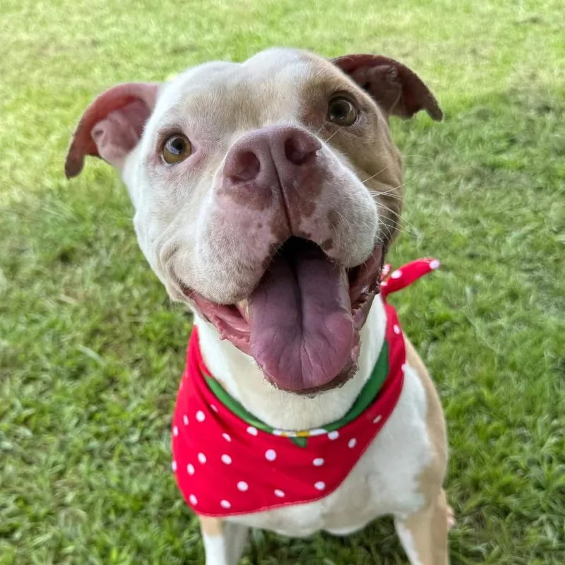 An adult medium-sized male White / Cream Mixed Breed dog named Indy for adoption in Alexandria, VA