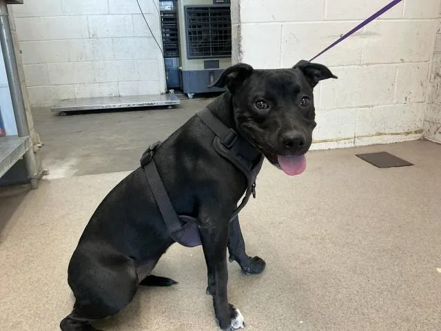 A young medium-sized female Pit Bull Terrier dog named Annie for adoption in San Bernardino, CA