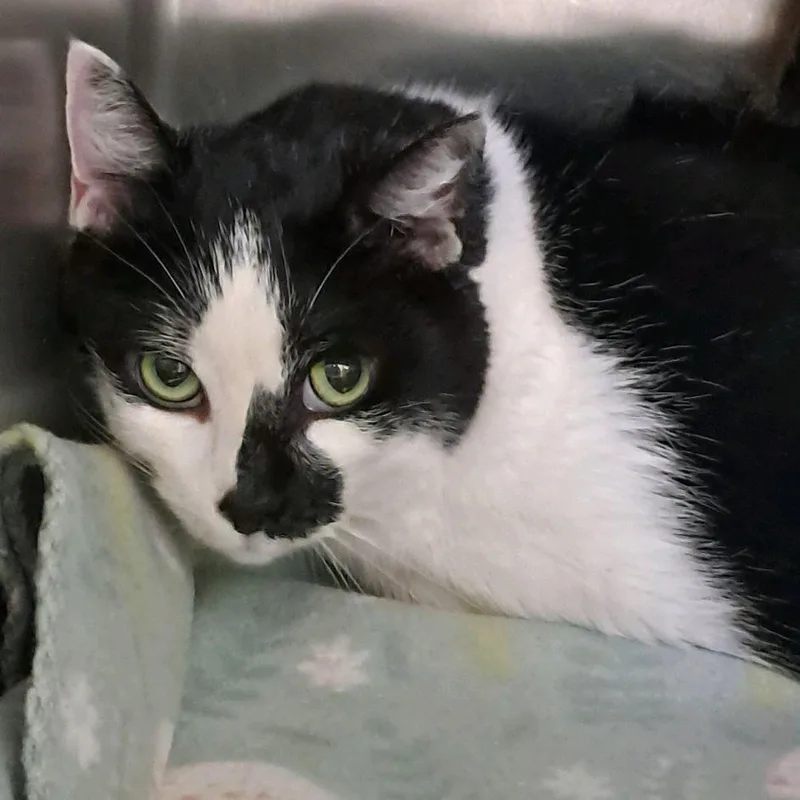 An adult small-sized female White Domestic Medium Hair cat named Sophia for adoption in Valley, AL