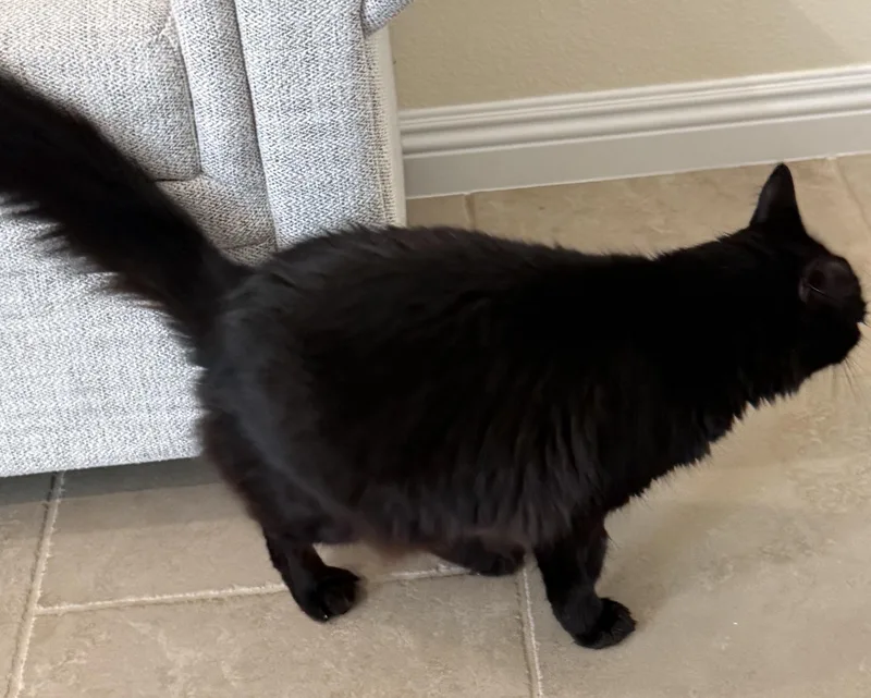 An adult medium-sized male Black Domestic Long Hair cat named Canelo for adoption in Sherman Oaks, CA