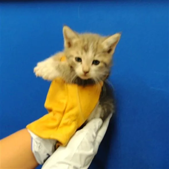 A baby small-sized male Domestic Short Hair cat named Miny for adoption in Albuquerque, NM