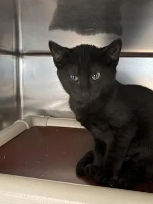 A young small-sized male Black Domestic Short Hair cat named Herman for adoption in North Myrtle Beach, SC